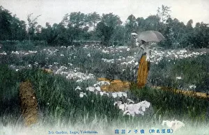 Yokohama Prints: Iris Garden, Isogo, Yokohama, Japan
