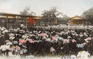 Blooms Prints: Iris Garden, Kabata, Tokyo, Japan