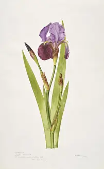 Iris Prints: Iris germanica, bearded iris