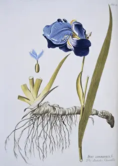 Iridaceae Prints: Iris germanica, flag iris