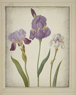 Anna Maria Sibylla Merian Gallery: Iris germanica (left) and Iris pallida (right), bearded iris