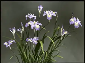 Iridaceae Prints: Iris Gracilipes (Crested Iris)