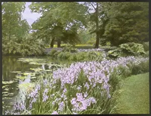Iberica Prints: Iris Iberica at Kew Gardens