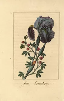 Iris, Iris gemanica, and sensitive plant, Mimosa pudica