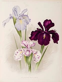 Anglica Gallery: Iris, Iris xiphioides, Anglica