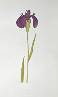Iris kaempferi, Japanese iris Iris kaempferi, Japanese iris