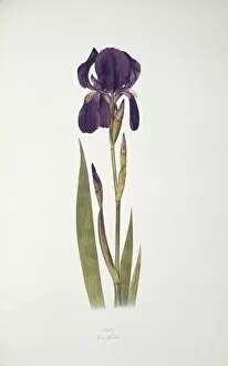 Asparagales Gallery: Iris kochii, German iris