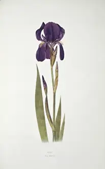 Dykes Prints: Iris kochii, German iris