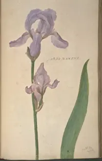 Iridaceae Prints: Iris maxima, iris