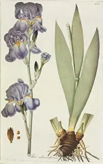 Asparagales Prints: Iris odoratissima, tall bearded iris