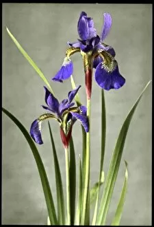 Perennial Gallery: Iris Orientalis (Spuria Beardless Iris)