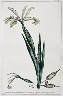 Iridaceae Prints: Iris orientalis, Turkish iris