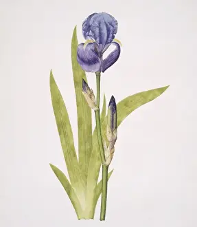 Iris pallida, bearded iris