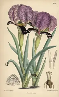 Iris paradoxa, purple iris native of the Caucasus