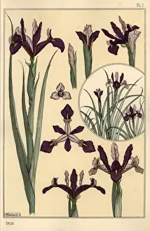 Eugene Prints: Iris plant and flower parts, with inset