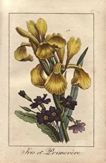 Florist Gallery: Iris and primrose, Iris pseudacorus and Primula vulgaris