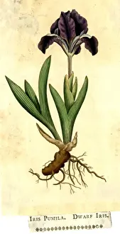 Iris Pumila, Dwarf Iris