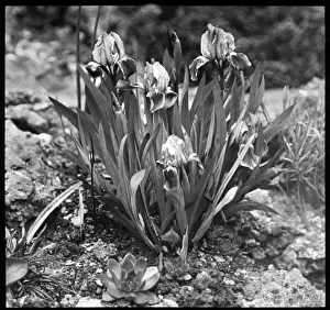 Iridaceae Prints: Iris Pumila (Dwarf Iris)