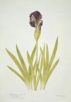 Asparagales Gallery: Iris reichenbachii, small bearded alpine iris