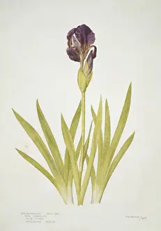 Iris Prints: Iris reichenbachii, small bearded alpine iris