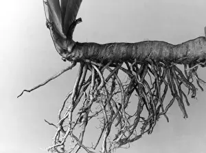 Roots Prints: Iris Rhizome and Roots