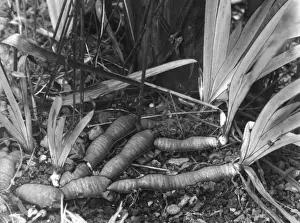 Germanica Prints: Iris Rhizomes