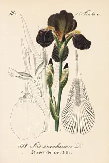 Iris sambucina