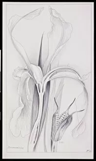 Asparagales Gallery: Iris sanguinea