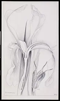 Iris sanguinea