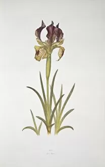 Asparagales Gallery: Iris sari, iris