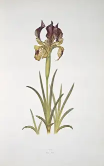 Dykes Prints: Iris sari, iris