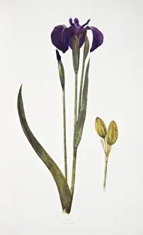 Dykes Prints: Iris setosa, blue flag