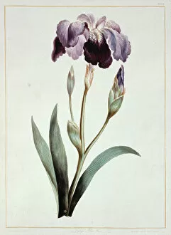 Monocotyledon Collection: Iris sp. blue iris