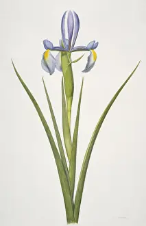Iris sp. iris
