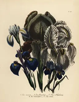 Jane Prints: Iris species