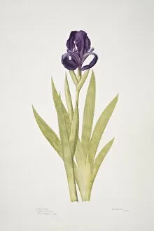 Asparagales Gallery: Iris subbiflora, bearded iris