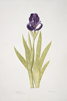 Iris subbiflora, bearded iris Iris subbiflora, bearded iris