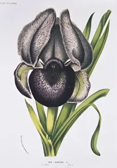 Purple Prints: Iris susiana, mourning iris