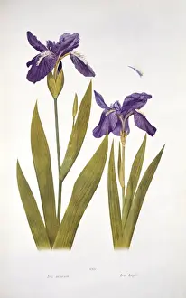 Dykes Prints: Iris tectorum Maxim. wild iris