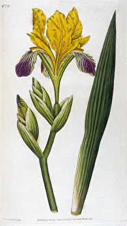 Images Dated 3rd November 2015: Iris Variegata or Variegated Iris
