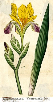 Images Dated 14th August 2017: Iris Variegata, Variegated Iris
