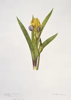 Iris variegata, variegated iris