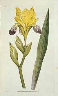 Iris variegata, variegated iris