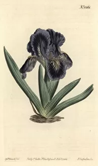 Violacea Collection: Iris x binata