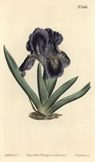 Violacea Collection: Iris x binata