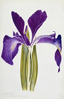 Iris xiphioides, English Iris