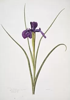 Asparagales Gallery: Iris xiphioides, English iris