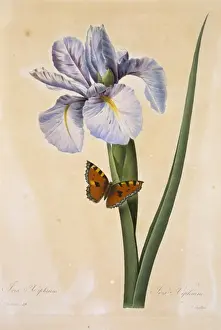 Iris xiphium, Spanish iris