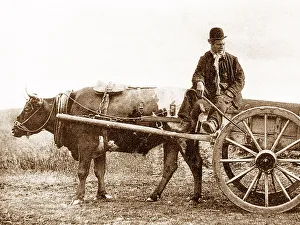 Irish Bullock Cart early 1900s