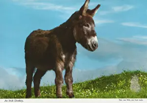 Donkey Prints: An Irish Donkey